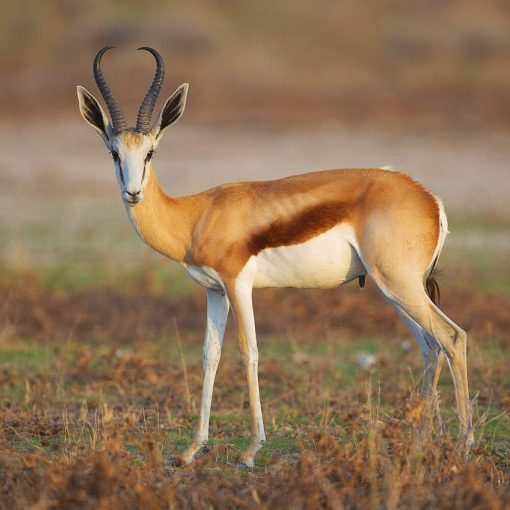 SAINT LAURENT 524330 OVQ2W Mica Small Hat Springbok Naturale